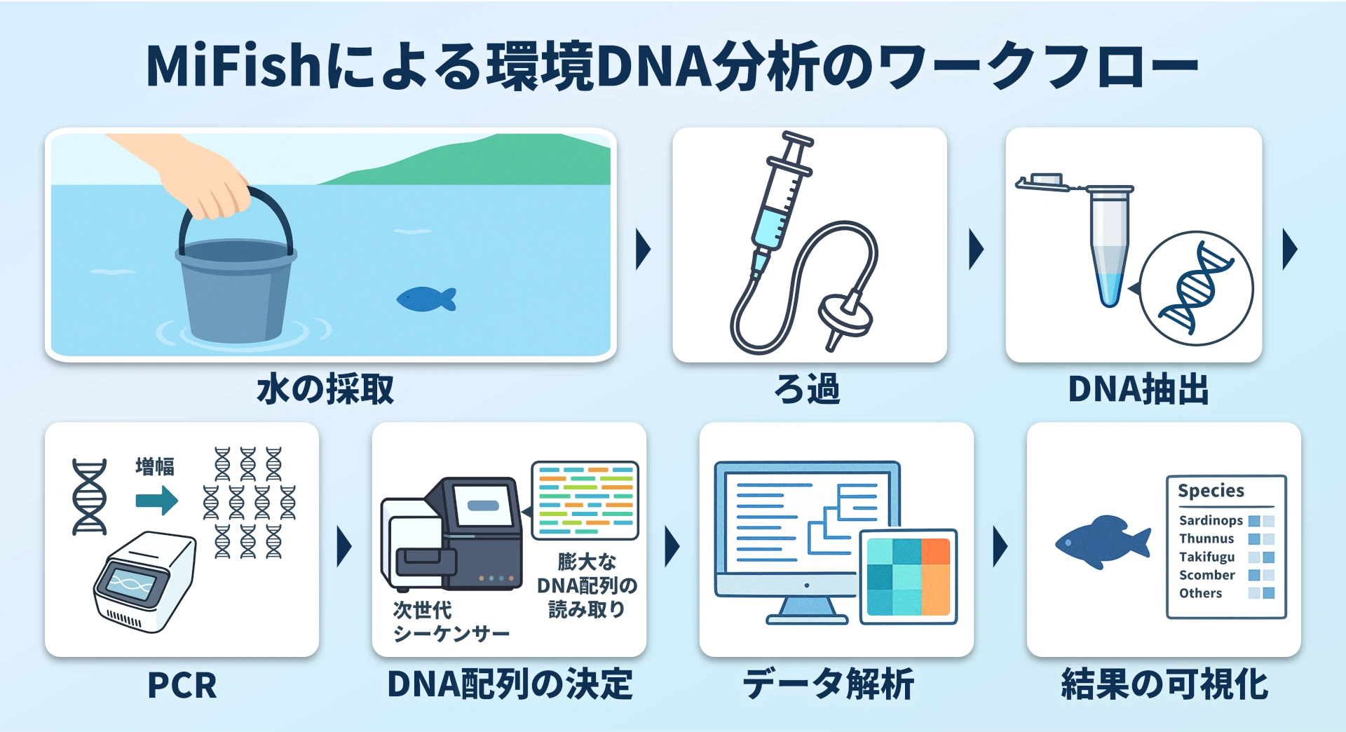 MiFishによる環境DNA分析のワークフローの図解。水の採取、ろ過、DNA抽出、PCR、次世代シーケンス、データ解析、結果の可視化の順に行われます。