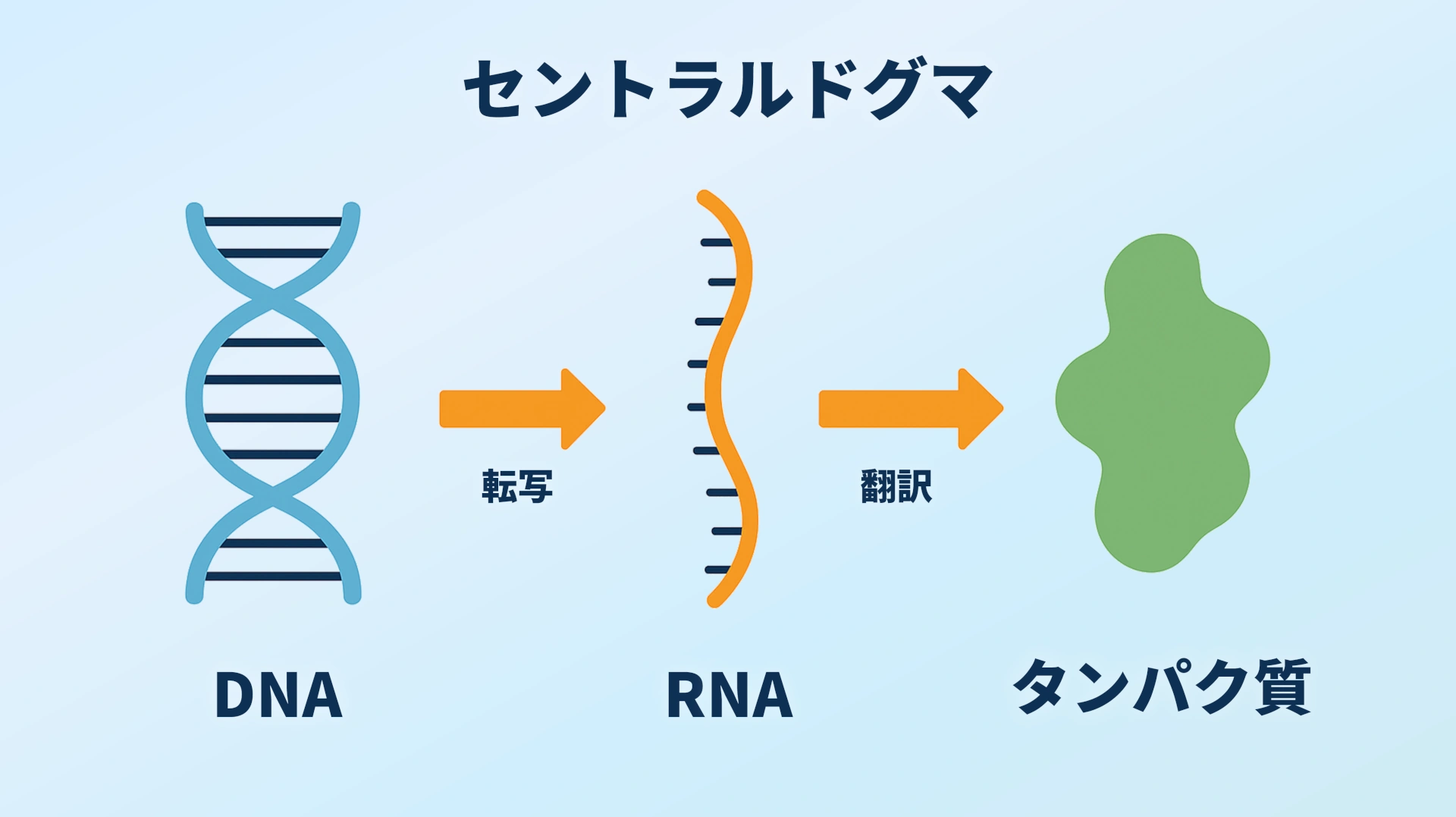 セントラルドグマの図解。