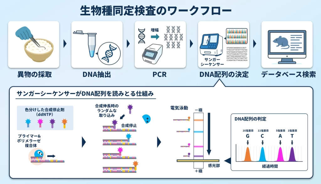 生物種同定検査のワークフローの図解。異物の採取、DNA抽出、PCR、DNA配列の決定、データベース検索の順に行われます。